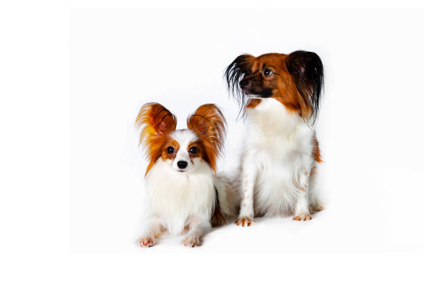 istock Papillon, also known as the continental toy spaniel. Isolated on a white background. 1366041132