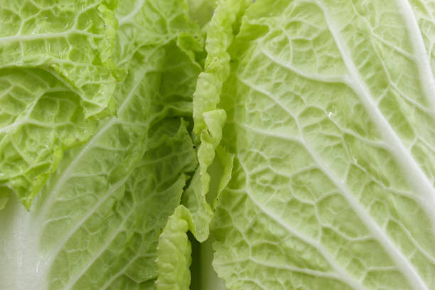 istock Chinese cabbage leaf close-up, vegetarian diet, food background. 1366041134