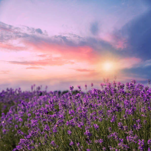 Pink sky with clouds at beautiful sunset as natural background