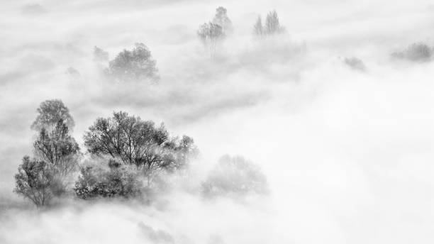 istock Fine art landscape with trees and fog 1366043107