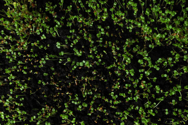 istock Young arugula sprouts growing in soil, top view 1366044065