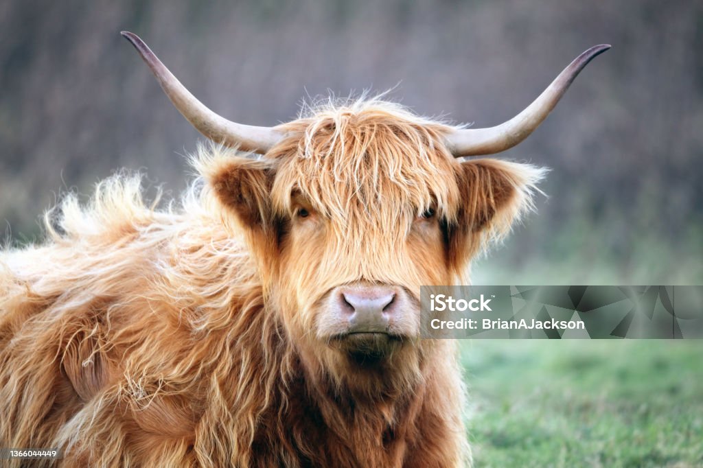Scottish Highland Cow on the Isle of Skye, Scotland Scottish Highland Cow on the Isle of Skye, Scotland close up Domestic Cattle Stock Photo
