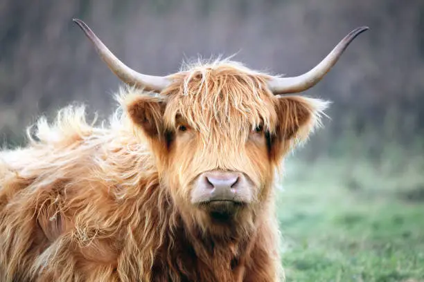 Photo of Scottish Highland Cow on the Isle of Skye, Scotland