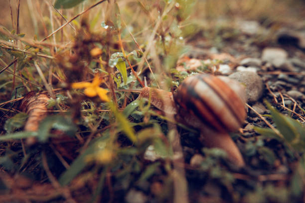 Snail on the Solidago or Goldenrod plant.