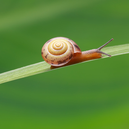 tiny snail on grass with green leaves.