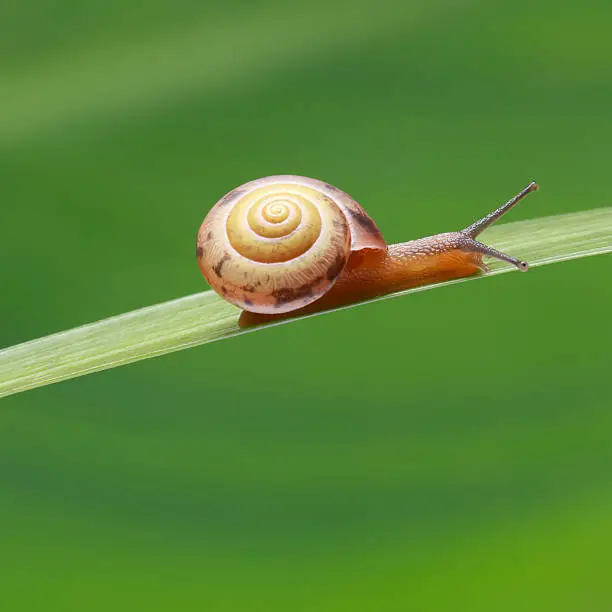 Photo of tiny snail on grass