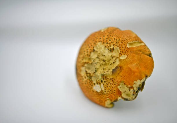 White mushroom, or boletus, or Borovik. The name reflects the property of the pulp not to change color on the cut.