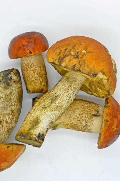 istock White mushroom, or boletus, or Borovik 1366046908