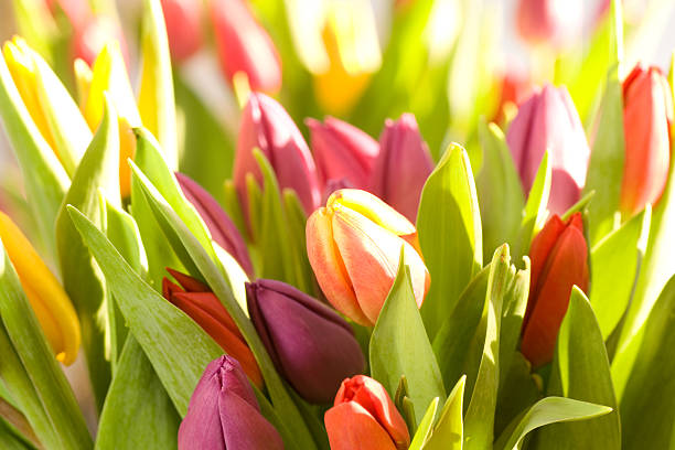 istock Colorful tulips bouquet 136604735