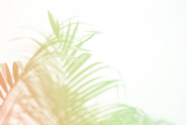 istock cololful tropical palm leaf with shadow on white wall 1366047417