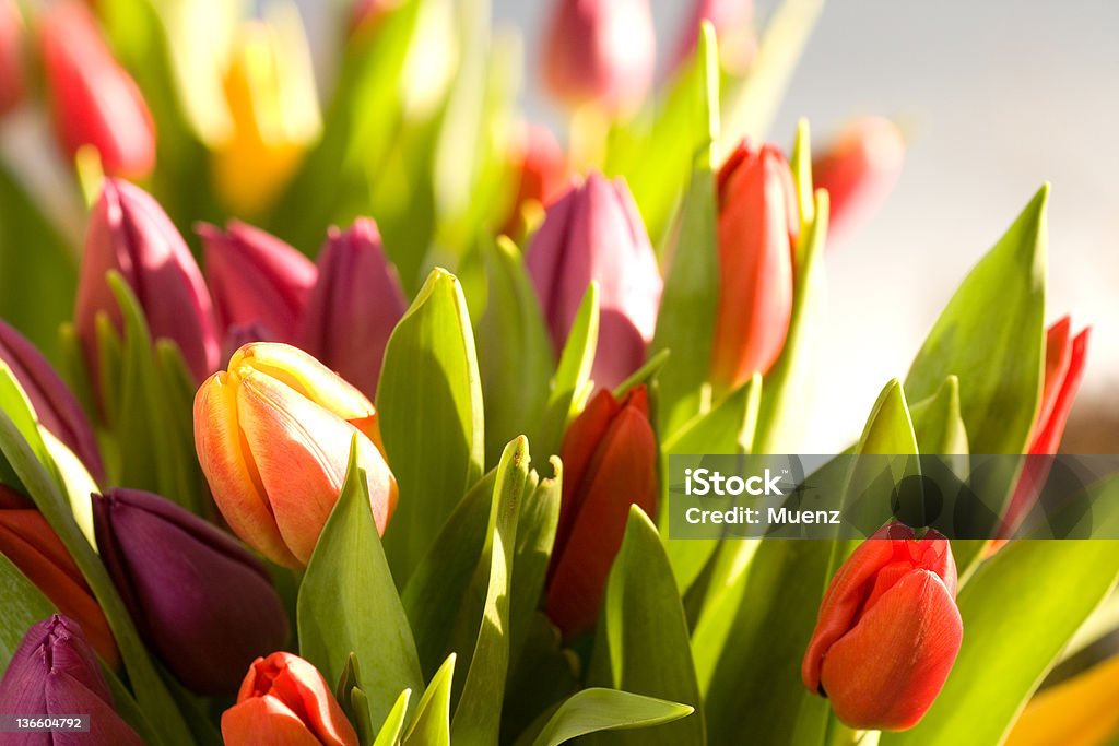 Buquê de tulipas frescas - Foto de stock de Amarelo royalty-free