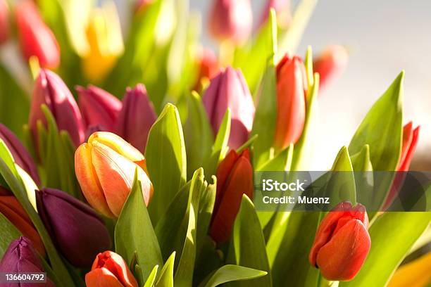 Foto de Buquê De Tulipas Frescas e mais fotos de stock de Amarelo - Amarelo, Apodrecer, Botão - Estágio de flora