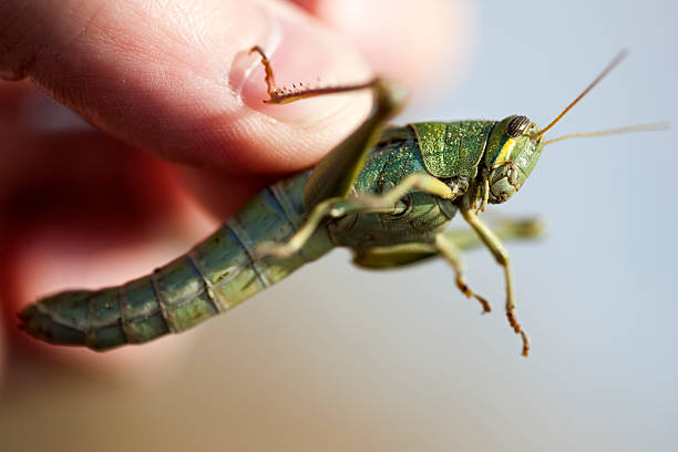 istock Grasshopper being held by finger and thumb 136604852