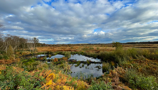 The extensive peat bogs at Risley Moss,Warrington.They have  a very important role in absorbing carbon from the atmosphere, and also provide a wonderful haven for wildlife and lovely walks and trails for many visitors who come to escape the noise and bustle of the city.