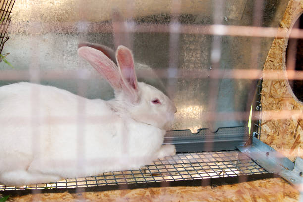 istock Keeping domestic rabbits. White rabbit mom. 1366049893