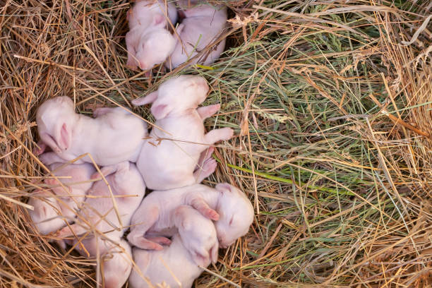 conigli di 7 giorni dormono nel nido. - newborn animal foto e immagini stock