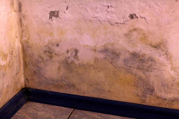 壁のカビ - mold damaged toxic mold mildew ストックフォトと画像