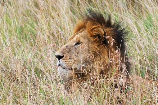 Photo of a lionin the savannah at the maasai Mara national Reserve in Kenya.