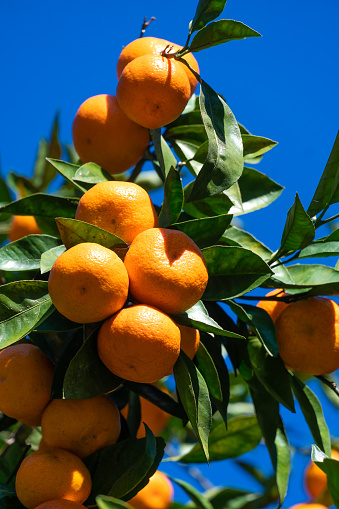 Close up ripe bright tangerines on a tree against a blue sky on a sunny day with copy space. Beautiful citrus natural background. Vertical photo
