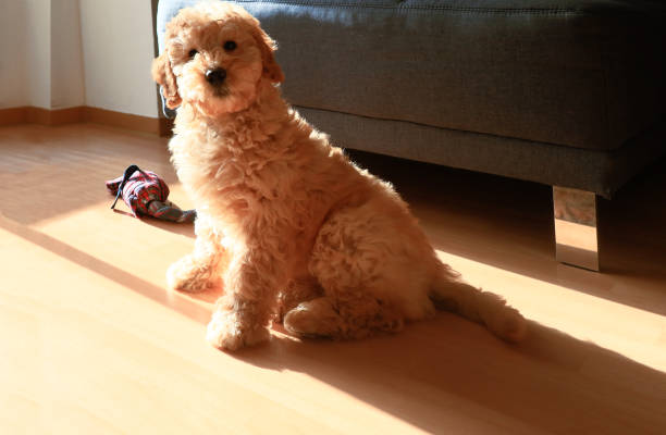 istock Young dog, puppy doodle, cross between poodle and LABRADOR 1366050998