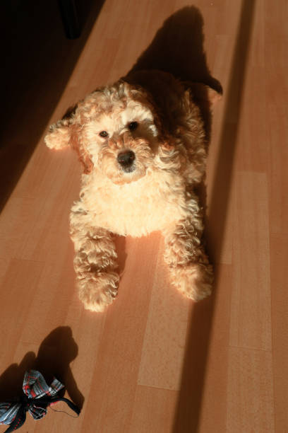 istock Young dog, puppy doodle, cross between poodle and LABRADOR 1366051069