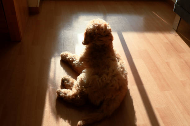 istock Young dog, puppy doodle, cross between poodle and LABRADOR 1366051128