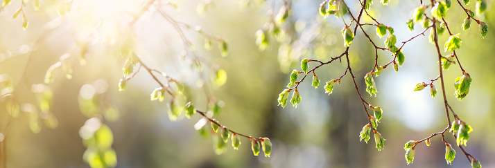 Close-up view of the birch's branch with young leaves and bud. Beautiful bokeh background of the spring tree.
