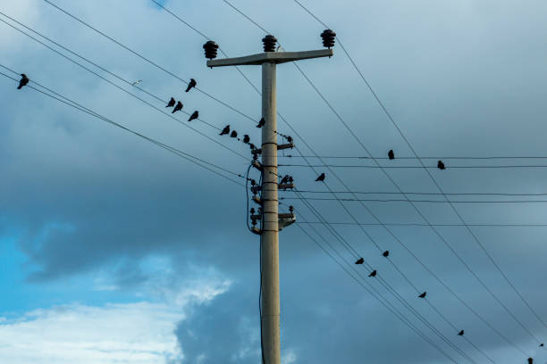 istock Electric wires and crows 1366054060