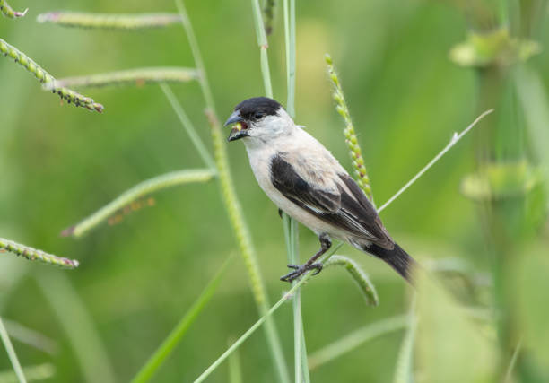 istock Brazilian bird 1366055226