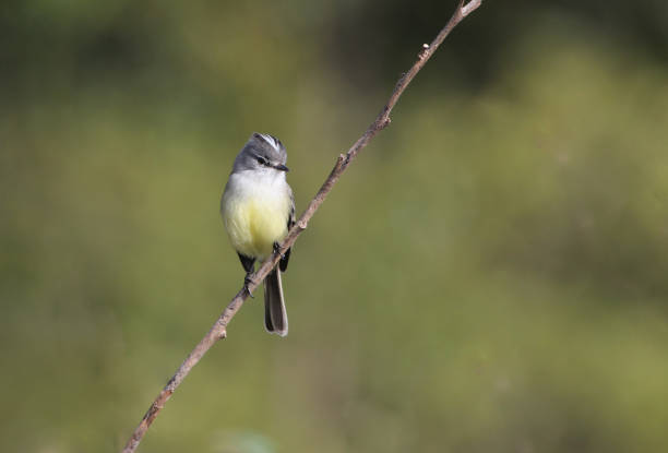 istock Brazilian bird 1366056093