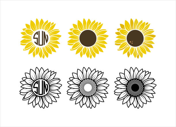 sonnenblumen set sonnenblumen monogramm rahmen gelbe sonnenblume mit brauner mitte sonnenblumenumriss - daisy sunflower stock-grafiken, -clipart, -cartoons und -symbole