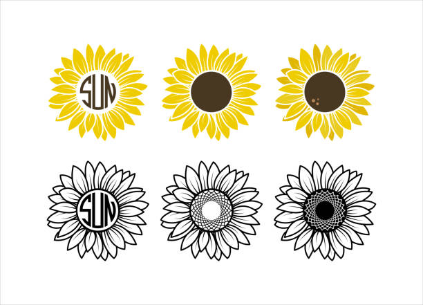 ilustrações de stock, clip art, desenhos animados e ícones de sunflowers set sunflower monogram frame yellow sunflower with brown center sunflower outline - sunflower