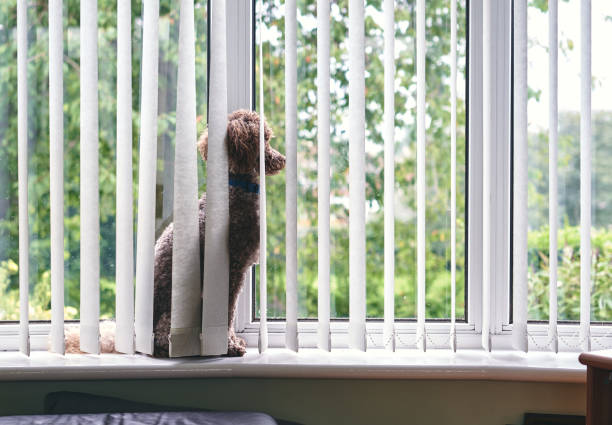 istock A closeup of a dog pining, missing it's owner as it waits for their return. 1366056148