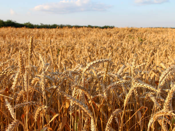 istock Ripe ears of wheat in the evening, close-up, background 1366056607
