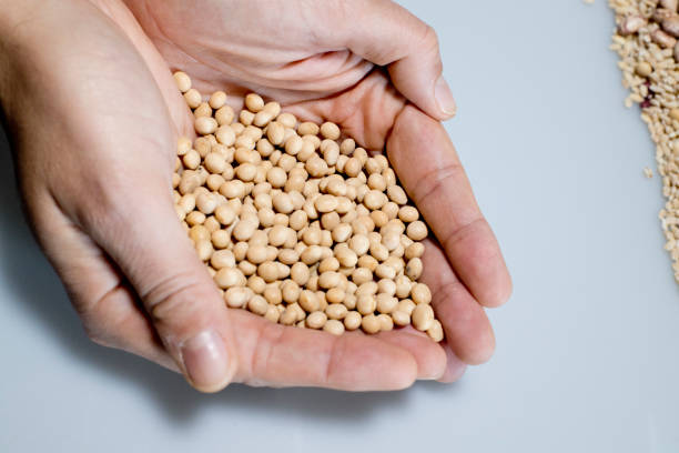 istock cereals and legumes 1366056822
