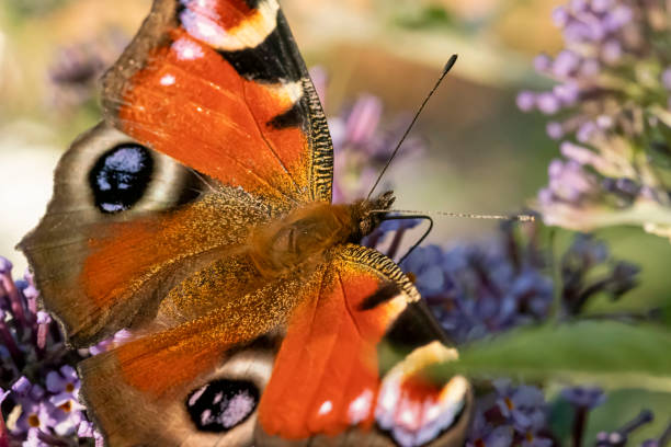 istock Peacock butterfly on a buddleia flower 1366058083
