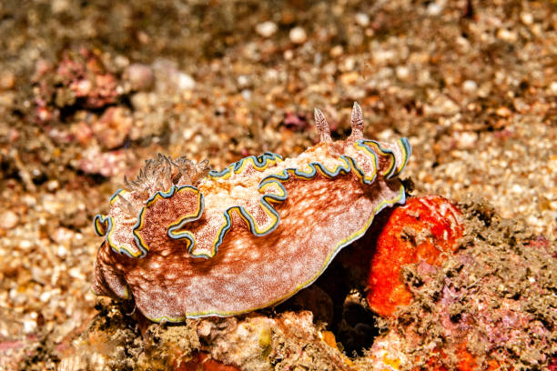 istock Prachsternschnecken are often drawn very multicolored 1366058338