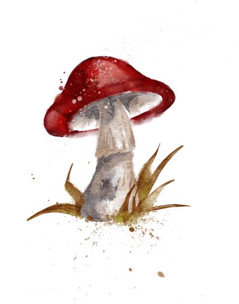 Watercolor mushroom vector art illustration