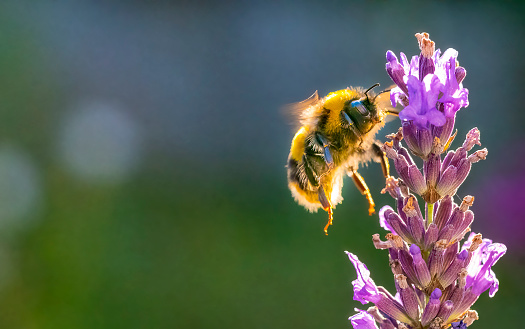 Bumble Bee flying to gather nectar from a lavender flower.