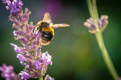 Honey Bee gathering nectar from a lavender flower.