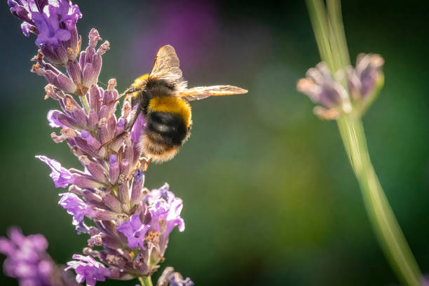 Honey Bee gathering nectar from a lavender flower. stock photo