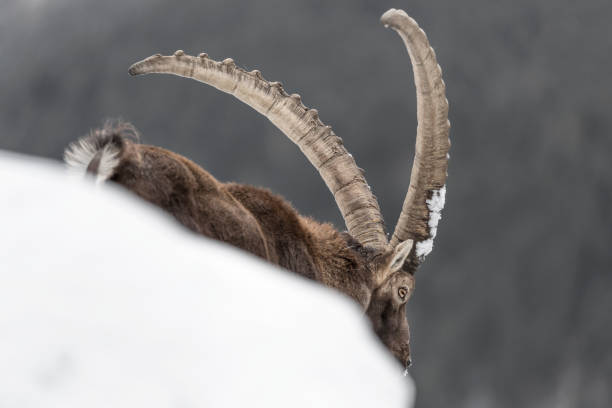 istock Ibex male on snow (Capra ibex) 1366059281