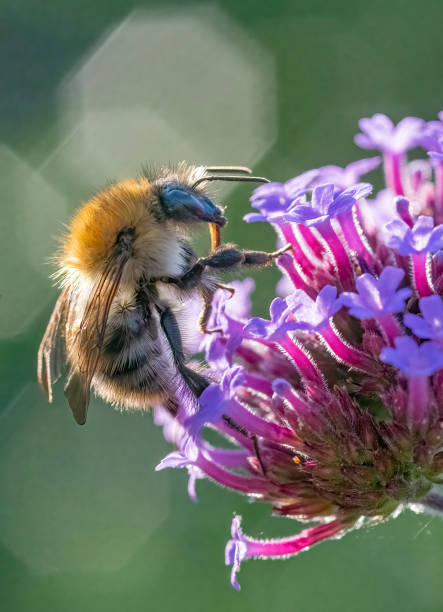 istock Honey Bee gathering nectar from a verbena flower. 1366059372