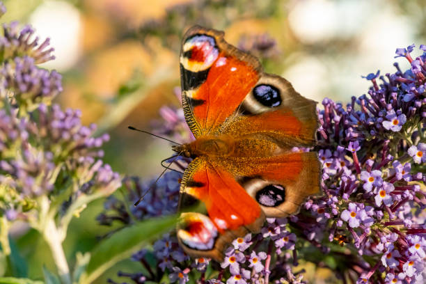 istock Peacock butterfly on a buddleia flower 1366059566