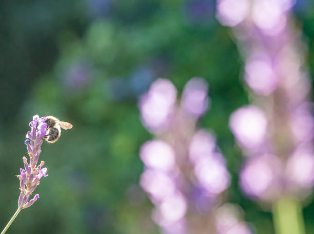 istock Honey Bee gathering nectar from a lavender flower. 1366059793
