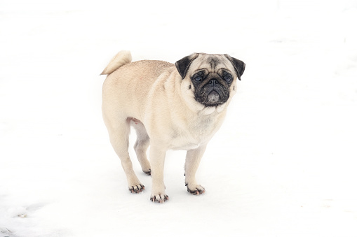 Cute funny pug dog looking very surprised in snowy weather. Little pug puppy walks outdoors on a winter day. Happy dog outdoor in snow. An alone dog sitting in the deep snow