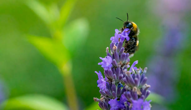 istock Bumble Bee gathering nectar from a lavender flower. 1366059854