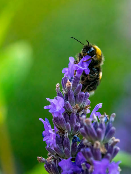 istock Bumble Bee gathering nectar from a lavender flower. 1366059877