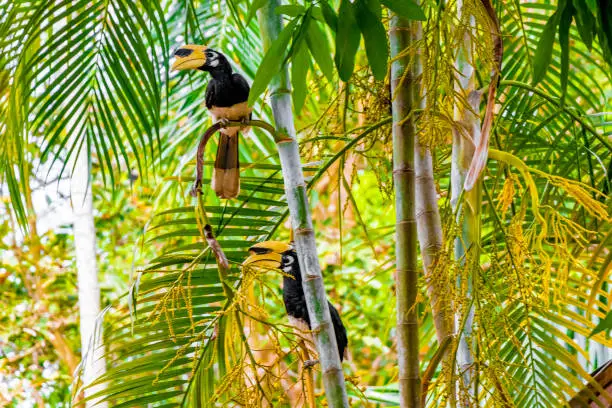 Great Indian Hornbill bird with big yellow beak bill in the tropical jungle on Koh Phayam Ranong Thailand.