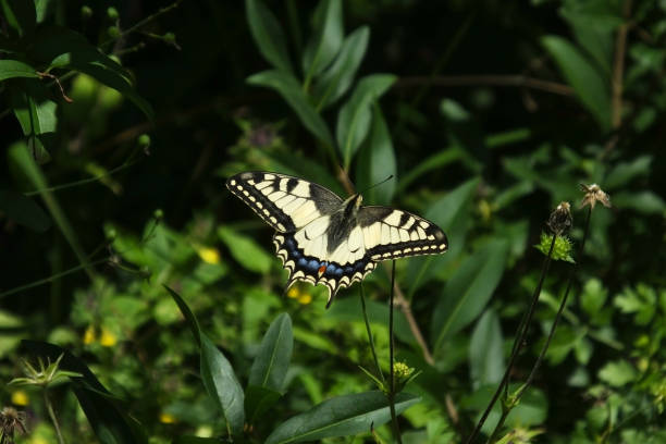 istock Old World swallowtail (Papilio machaon) perched on green plants with open wings 1366061799